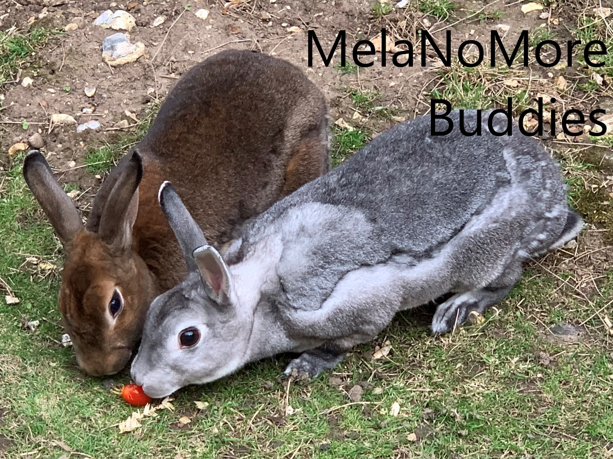 Rabbits Share Tomato
